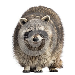 Racoon, Procyon Iotor, standing