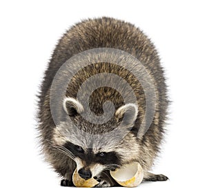 Racoon, Procyon Iotor, standing, eating an egg, isolate