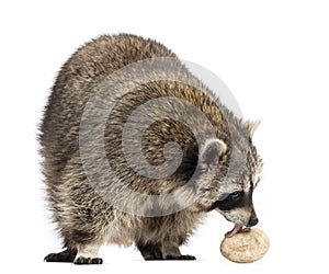 Racoon, Procyon Iotor, standing, eating an egg, isolated