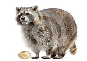 Racoon, Procyon Iotor, standing, eating an egg, isolated