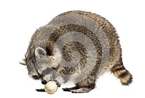 Racoon, Procyon Iotor, standing, eating an egg, isolated