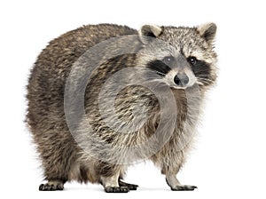 Racoon, Procyon Iotor, standing, isolated