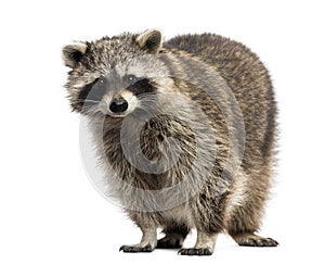 Racoon, Procyon Iotor, standing