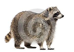 Racoon, Procyon Iotor, standing, isolated