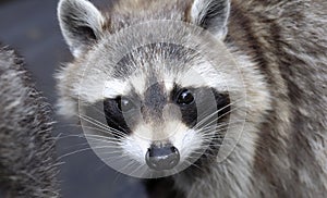 Racoon (Procyon lotor) face, close-up