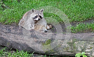 Racoon resting behind a big log