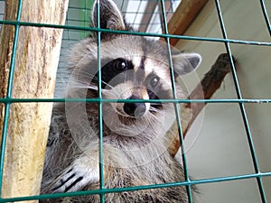 Racoon`s curious look in the contact petting zoo, shoot of bottom view