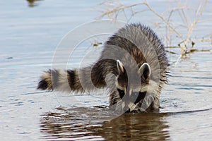 Racoon searching muddy lake bottom