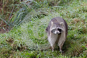 Racoon photo