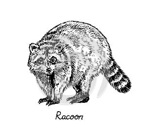 Racoon standing side view, with inscription, hand drawn doodle, sketch in pop art style, vector