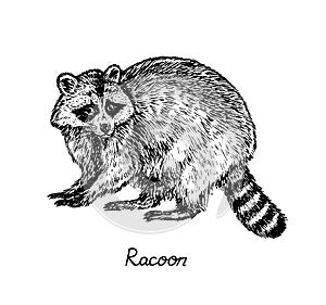 Racoon standing side view, with inscription, hand drawn doodle, sketch in pop art style, vector photo