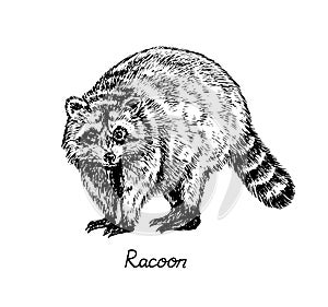 Racoon standing side view, with inscription, hand drawn doodle, sketch in pop art style, vector photo