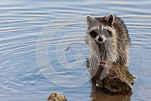 Racoon staring right at you