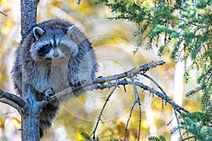 A racoon on a tree