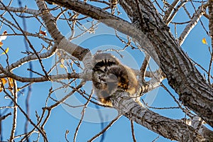 Racoon in tree