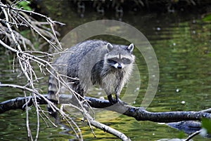 Racoon on the tree over water