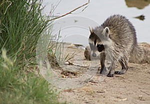 Racoon walking on shoreline towards grass