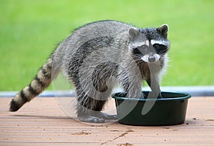 Racoon Washing Paws in Water Dish