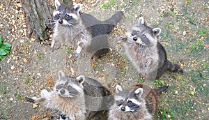 Racoons