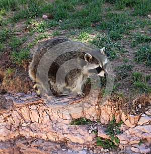 Racoons at Bear Country