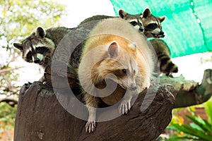 Racoons on the tree