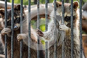 Racoons in the zoo looking sad.