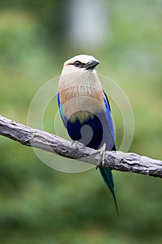 A racquet-tailed roller photo