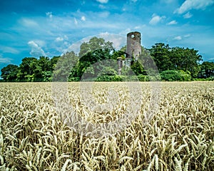 Racton ruin an old english landmark surround by golden wheat fields