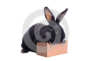 Racy dwarf black bunny