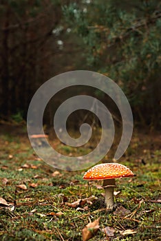 Racy fly-agaric