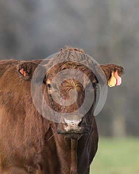 Rad Angus Cow