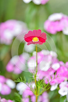 Rad cosmos flower in garden