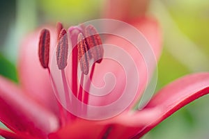 Rad lily flower macro. Stamens, pollen and pistil close-up.