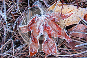 Rad Maple Leaf covered with frost