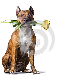 Rad striped dog with a yellow rose