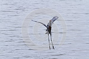 Raddish heron