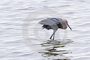 Raddish heron