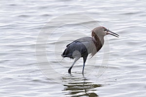 Raddish heron