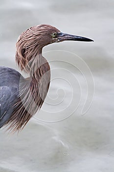 Raddish heron