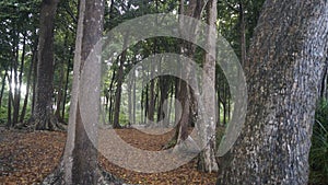 Radhanagar Beach forest