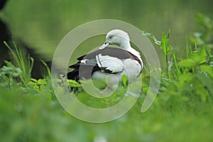 Radiah shelduck