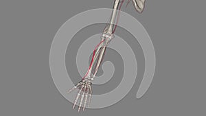 The radial artery is one branch of the brachial artery, a major blood vessel in the upper arm