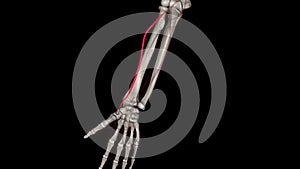 The radial artery is one branch of the brachial artery, a major blood vessel in the upper arm