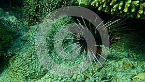 Radial firefish or clearfin turkeyfish, clearfin lionfish (Pterois radiata) undersea, Red Sea