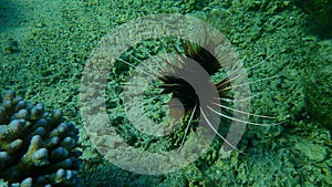 Radial firefish or clearfin turkeyfish, clearfin lionfish (Pterois radiata) undersea, Red Sea