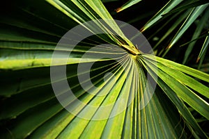 Radial lines emanating from the heart of a large palm frond