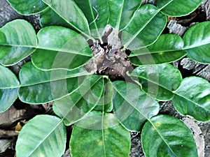 Radial pattern of leaves