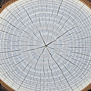 Radial Pattern of Weathered Tree Log Cross-Section