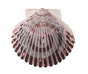 Radial Sea Shell Isolated