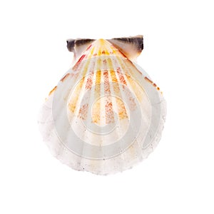 Radial Seashell